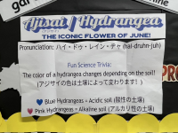 ajisai_3