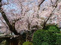 同窓会館庭の桜