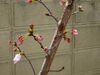 今年度卒業記念の桜