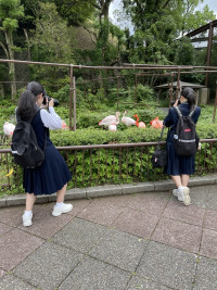 鳥たち