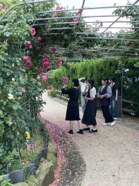 バラ１